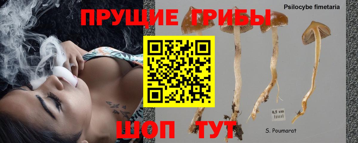 Галлюциногенные грибы Psilocybine cubensis Кандалакша